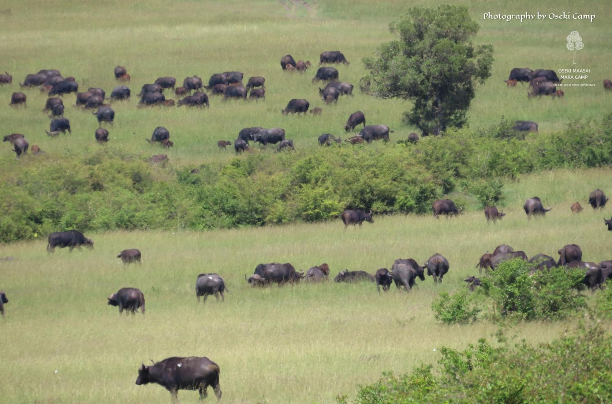 Hotel Oseki Maasai Mara Camp Narok Zewnętrze zdjęcie