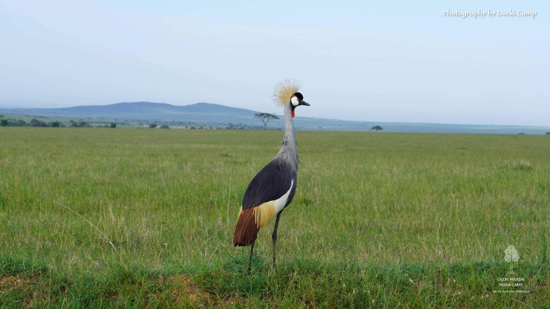 Hotel Oseki Maasai Mara Camp Narok Zewnętrze zdjęcie