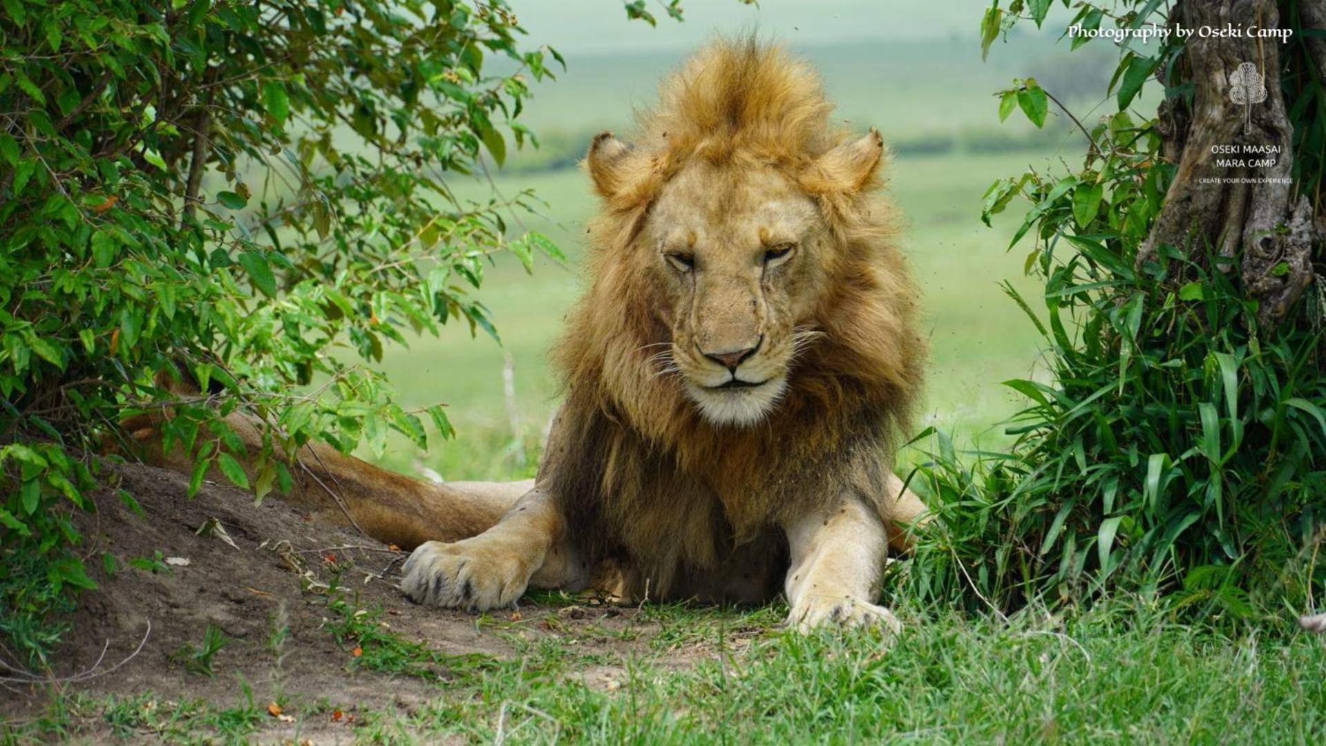 Hotel Oseki Maasai Mara Camp Narok Zewnętrze zdjęcie