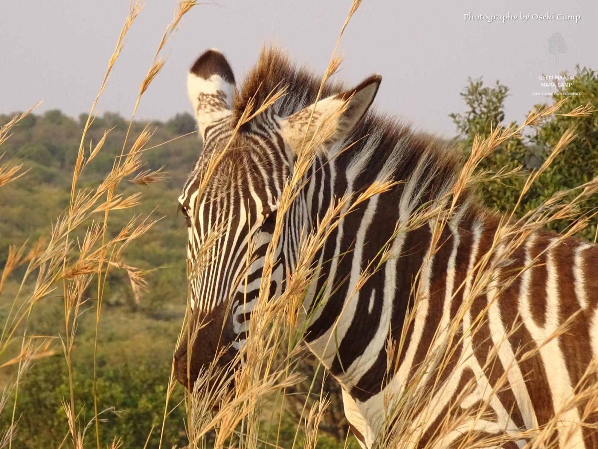 Hotel Oseki Maasai Mara Camp Narok Zewnętrze zdjęcie