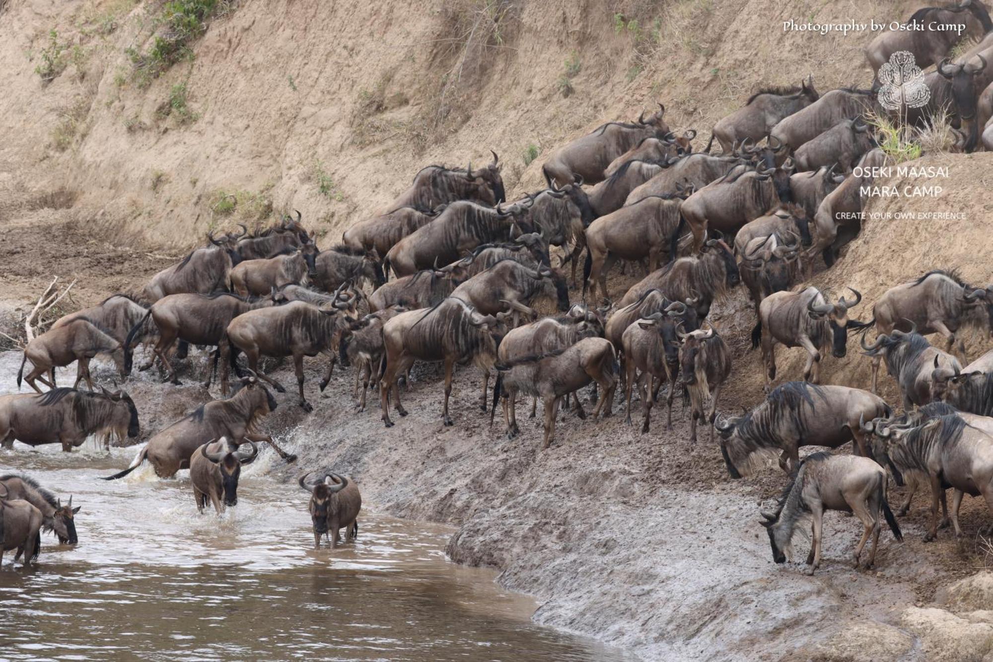 Hotel Oseki Maasai Mara Camp Narok Zewnętrze zdjęcie