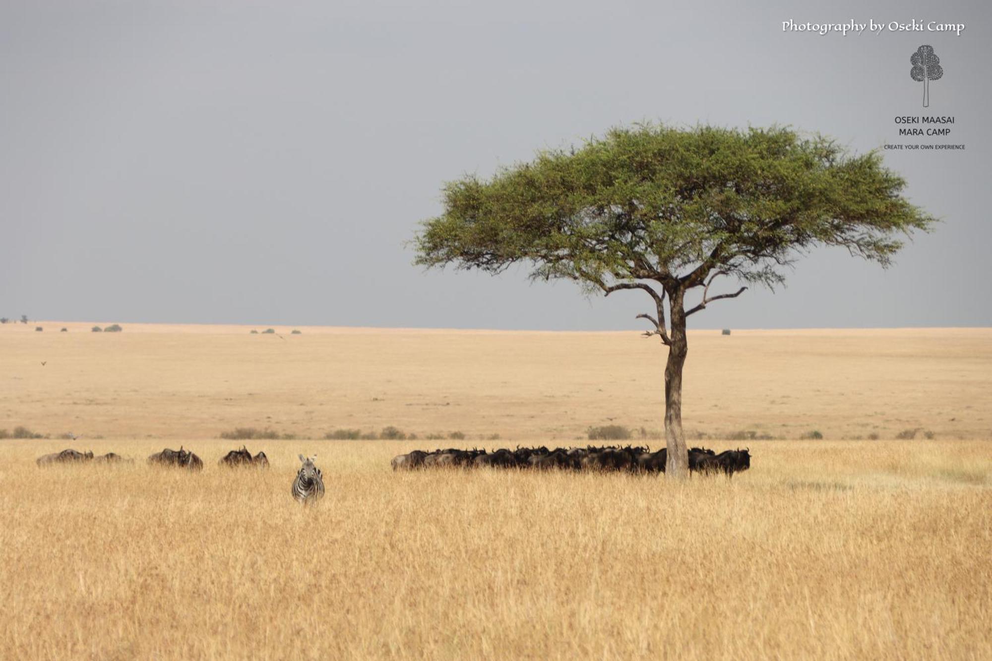 Hotel Oseki Maasai Mara Camp Narok Zewnętrze zdjęcie