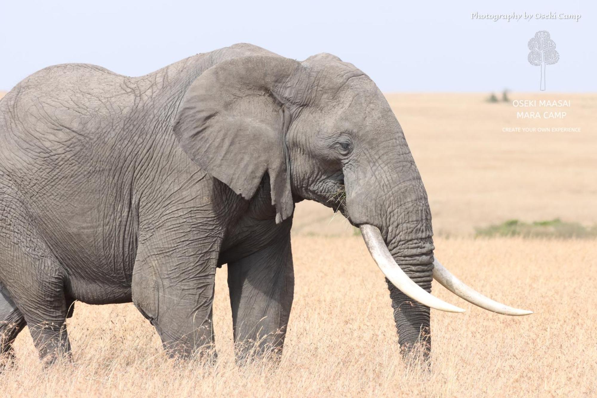 Hotel Oseki Maasai Mara Camp Narok Zewnętrze zdjęcie