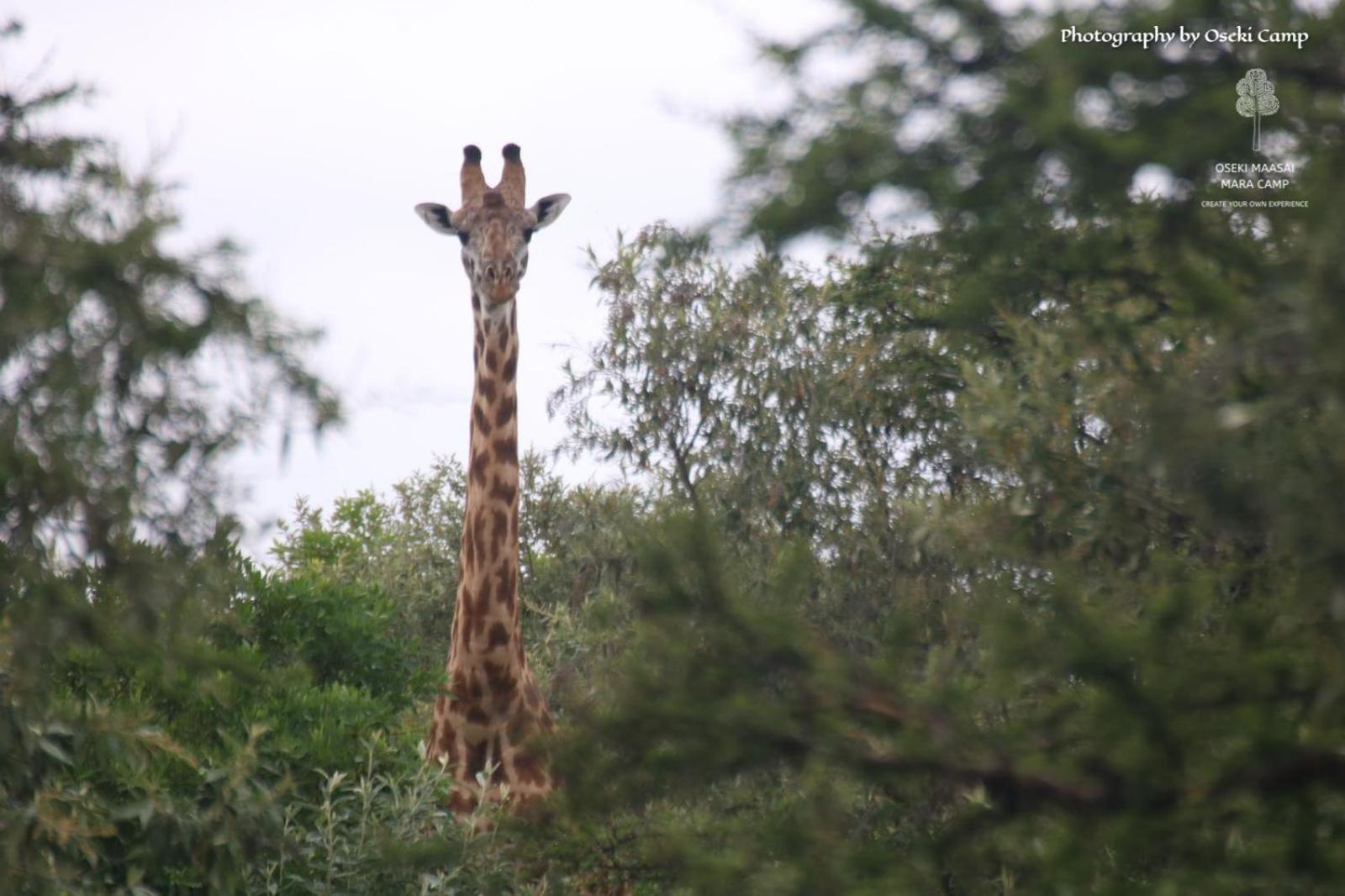 Hotel Oseki Maasai Mara Camp Narok Zewnętrze zdjęcie